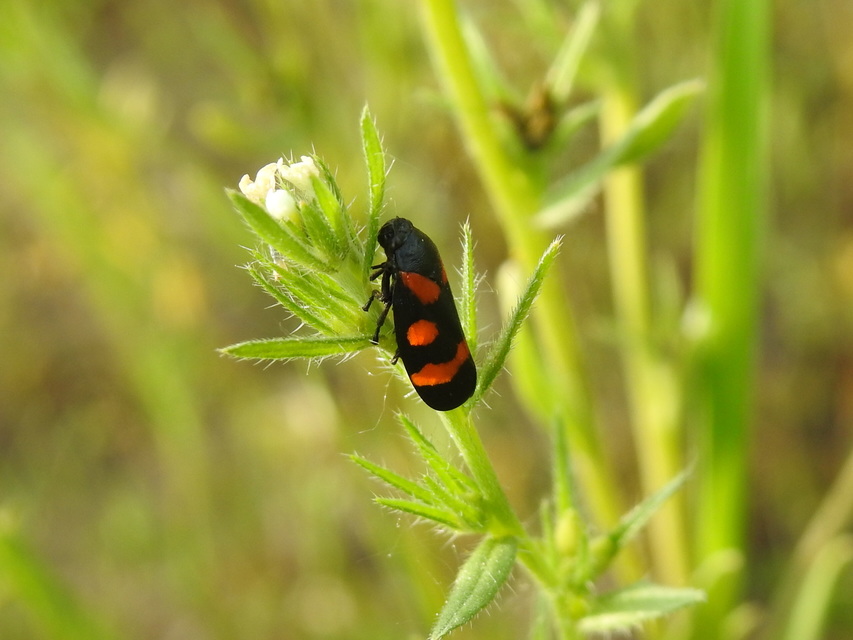 Cercopis arcuata