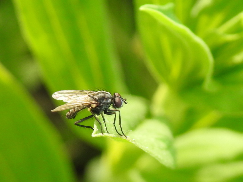 Anthomyiidae - viráglegyek