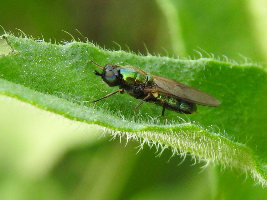 Chloromyia formosa - közönséges fémeslégy