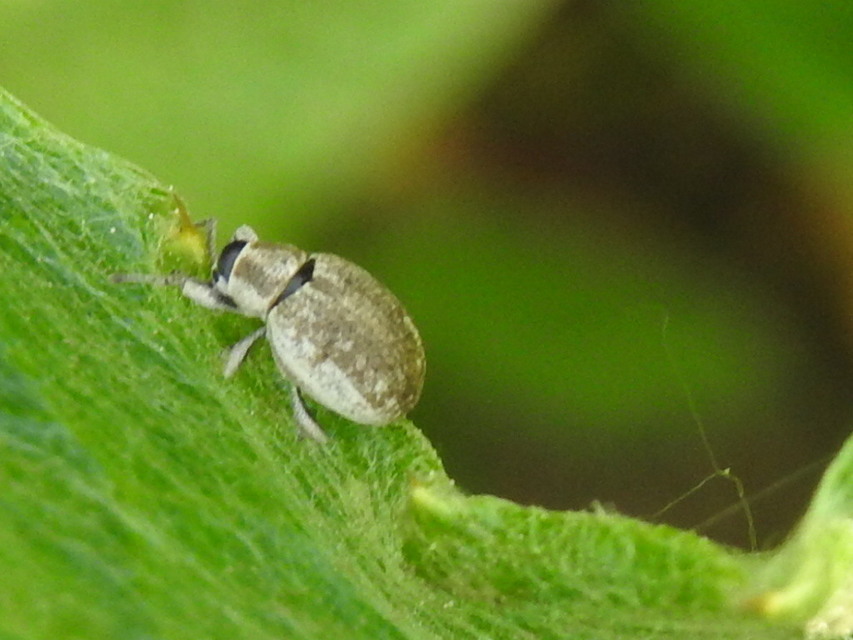 Peritelus familiaris - nagy kendermagbogár