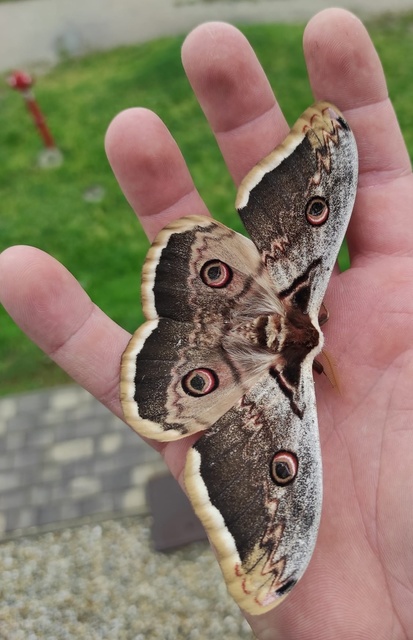 Saturnia pyri - nagy pávaszem