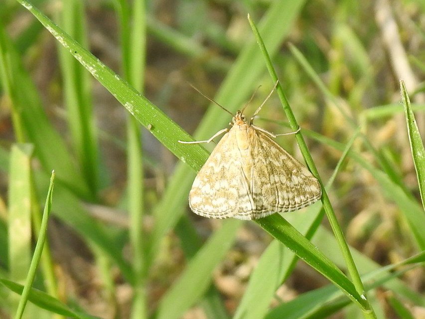 Evergestis frumentalis - tavaszi dudvamoly