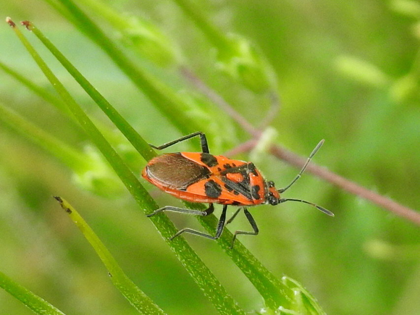 Corizus hyoscyami - piros karimáspoloska