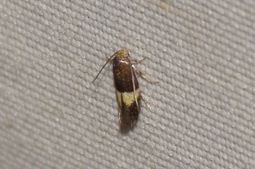 Elachista bisulcella - szalagos fűaknázómoly
