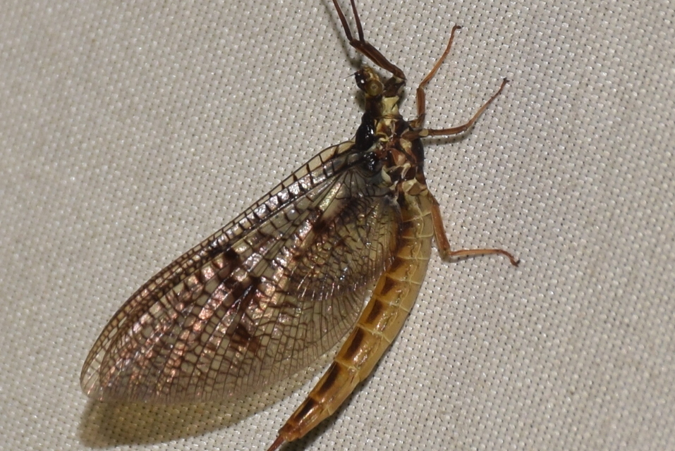 Ephemera vulgata - közönséges tarkakérész