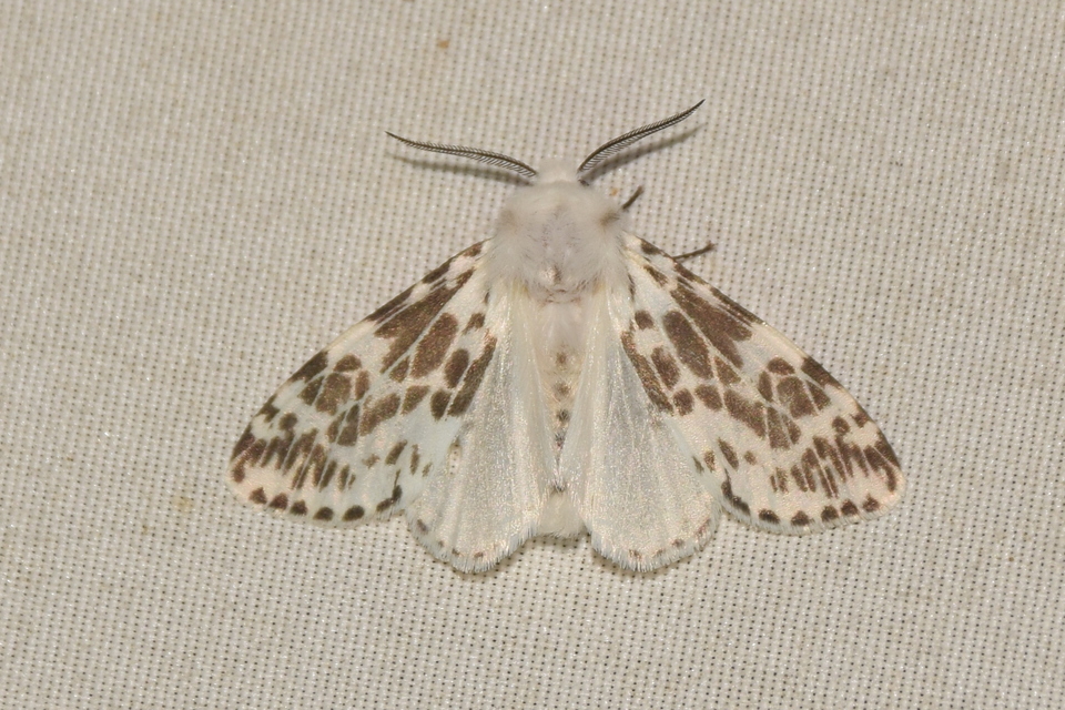 Hyphantria cunea - amerikai fehér medvelepke