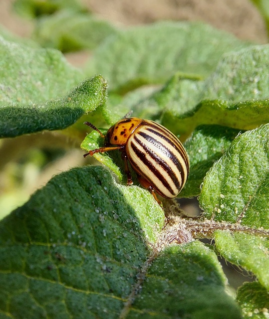 Leptinotarsa decemlineata - burgonyabogár