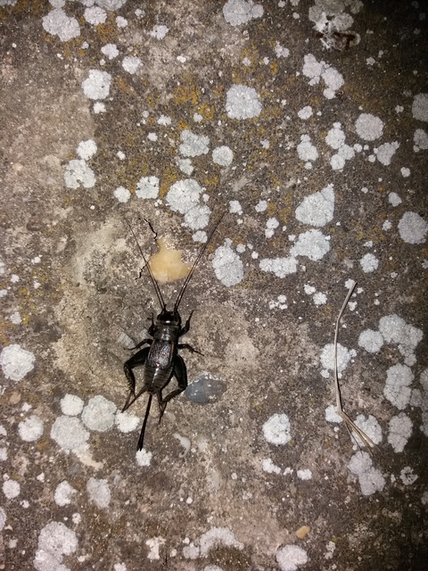 Melanogryllus desertus - fekete tücsök