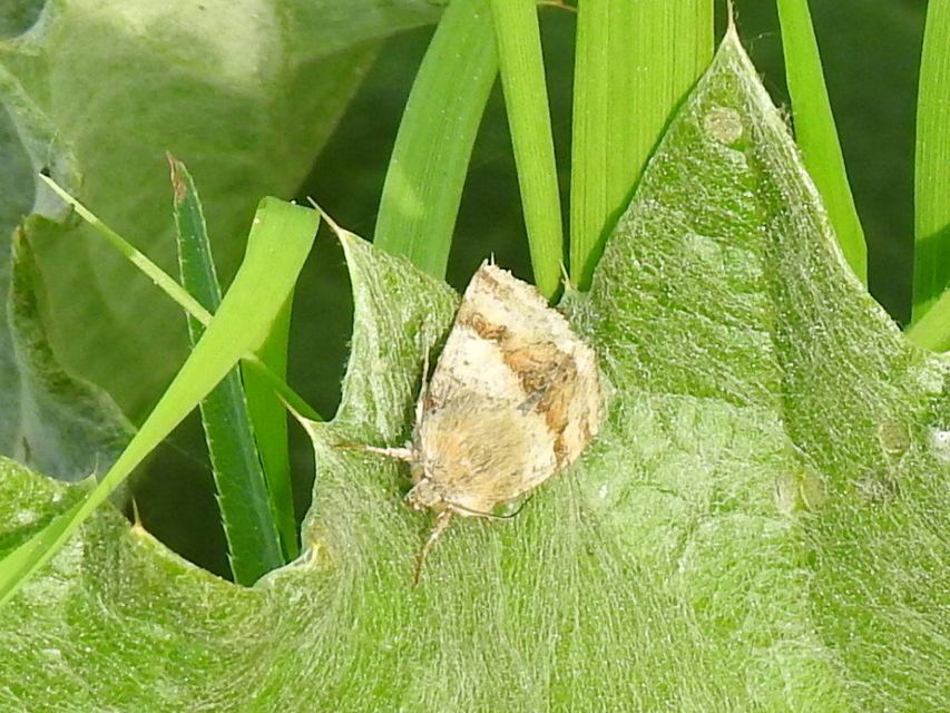 Heliothis viriplaca - mácsonyabagoly