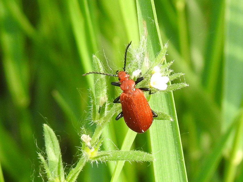 Pyrochroa serraticornis - közép-bíborbogár