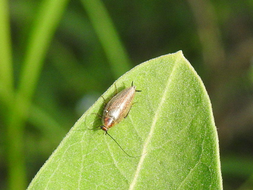 Ectobius erythronotus - sárgatorú erdeicsótány