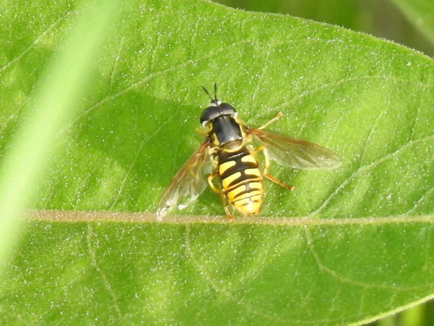 Chrysotoxum