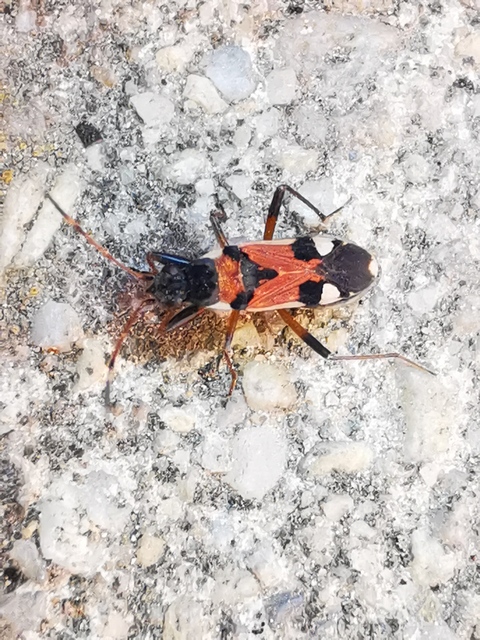 Beosus quadripunctatus - pettyes homokibodobács