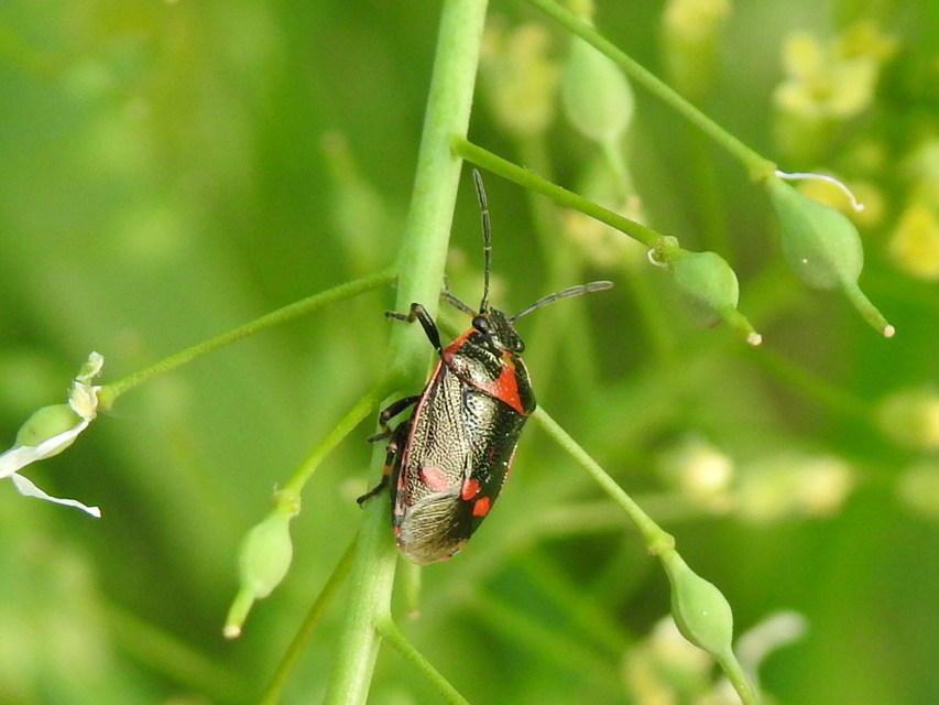 Eurydema oleracea - paréjpoloska Eurydema oleracea - paréjpoloska