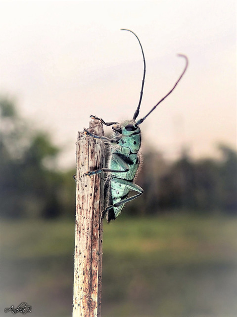 Saperda punctata - pettyes szilcincér Saperda punctata - pettyes szilcincér