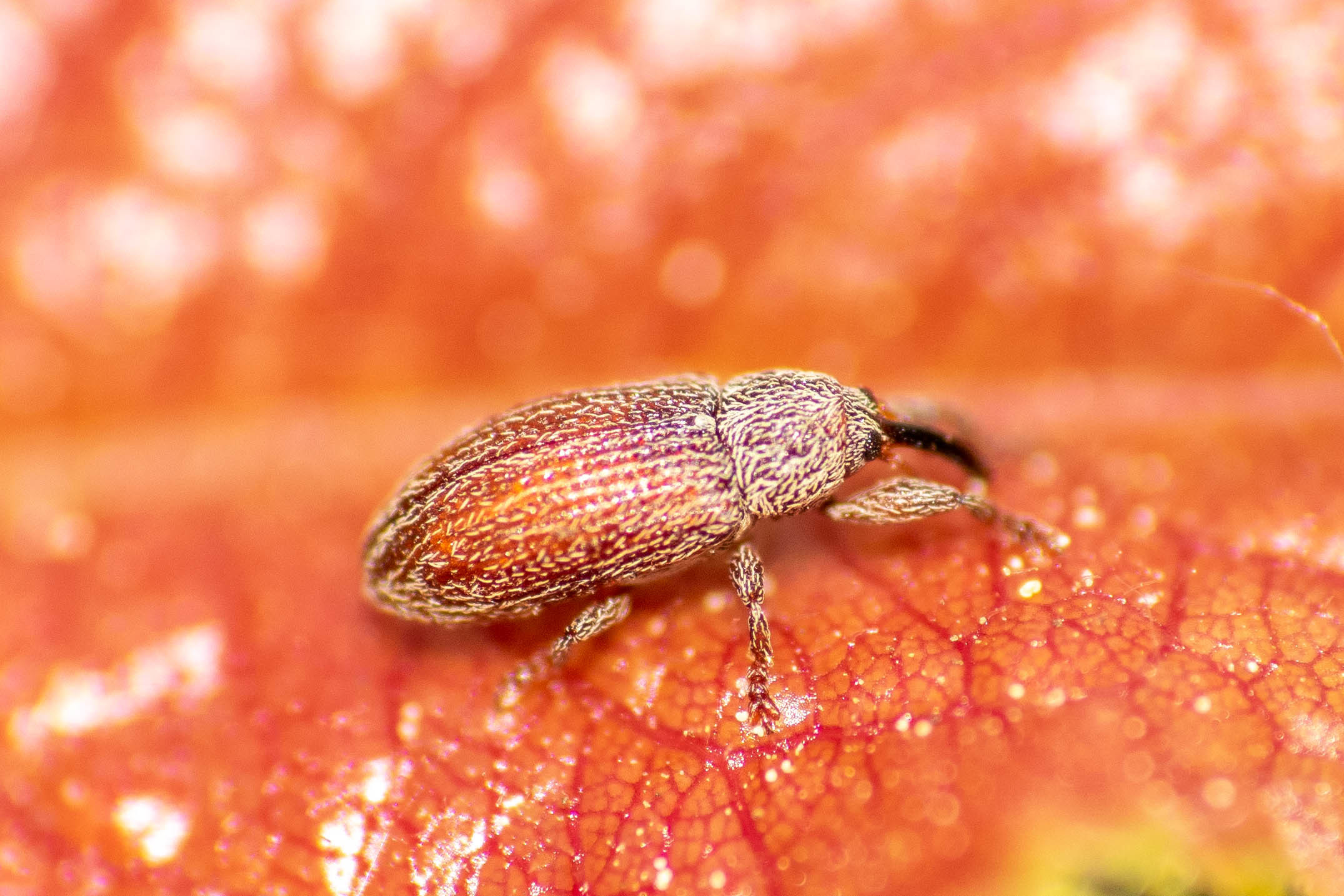 Brachonyx pineti - fenyőtűrágó ormányos