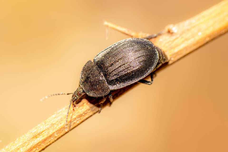 Phosphuga atrata - bordás csigarabló