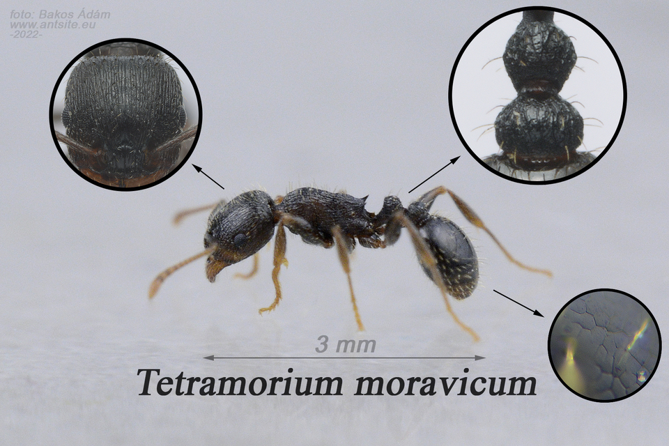Tetramorium moravicum - morva gyepihangya