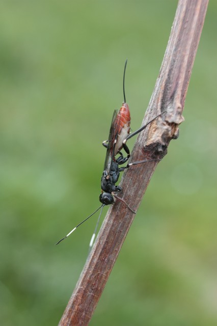 Hymenoptera - Hártyásszárnyúak