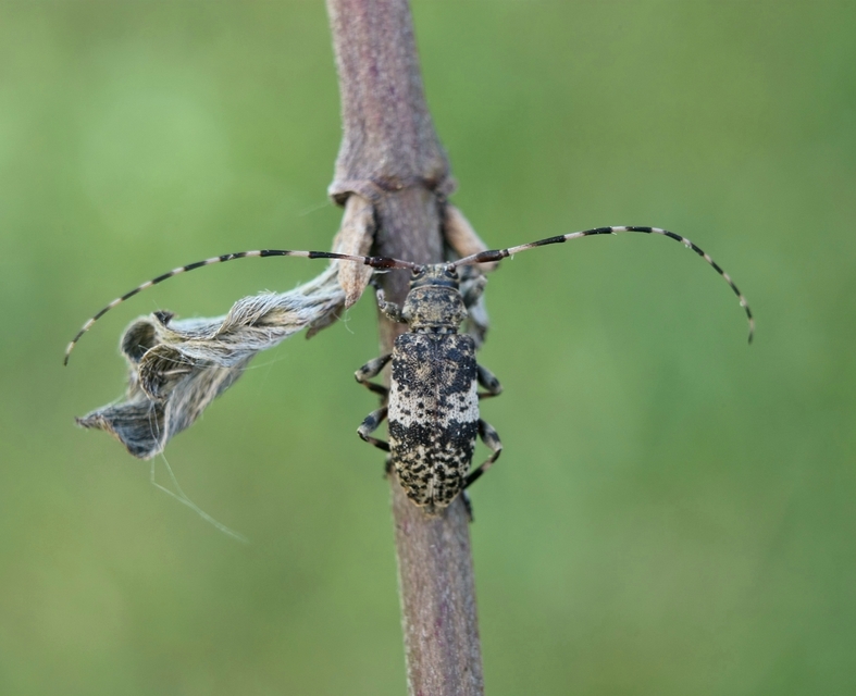 Leiopus nebulosus - öves gesztcincér