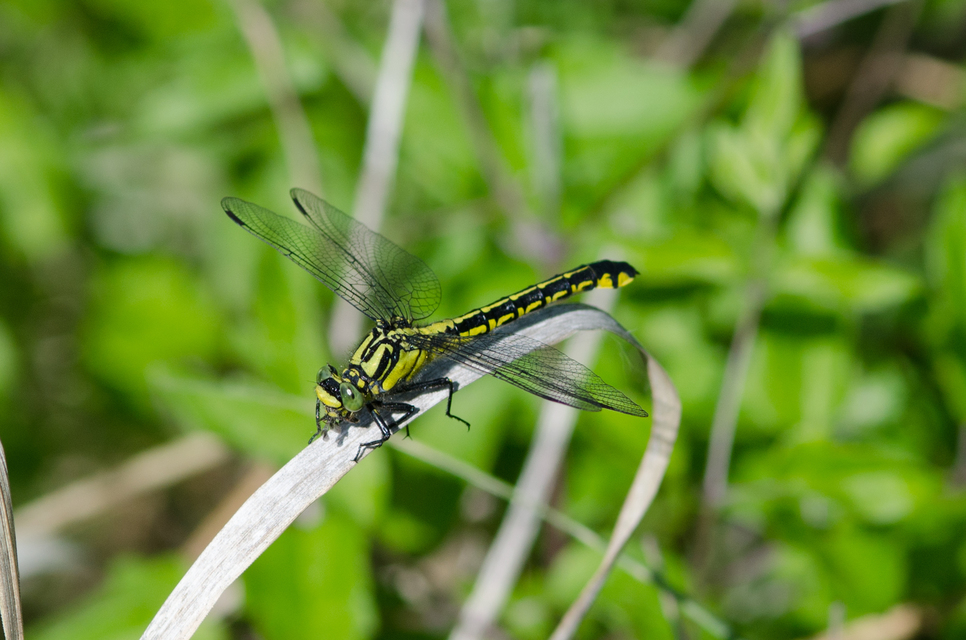 Gomphus vulgatissimus - feketelábú folyami-szitakötő