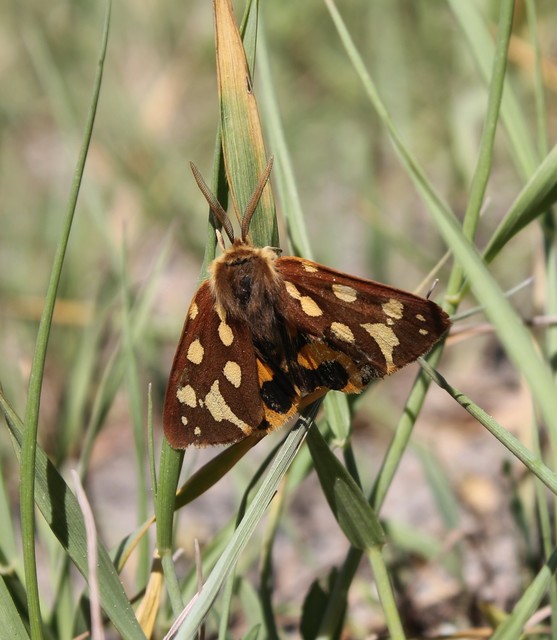 Hyphoraia aulica - barna medvelepke