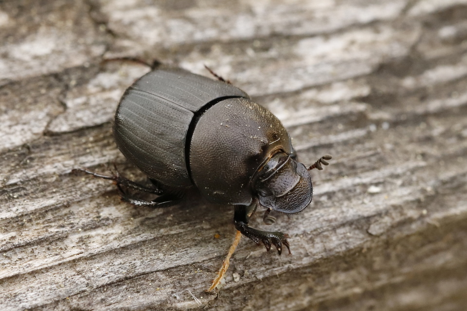 Onthophagus verticicornis - fekete trágyatúró