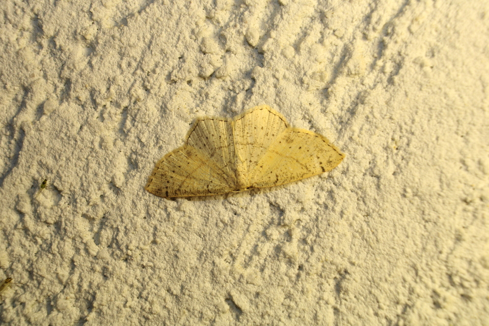 Cyclophora punctaria - sávos pettyesaraszoló