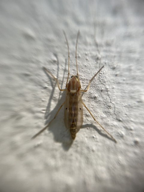 Chironomidae - árvaszúnyogok