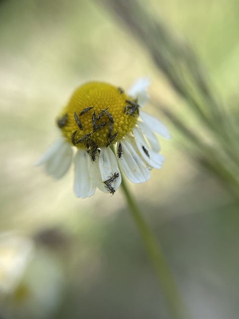 Thysanoptera - Tripszek