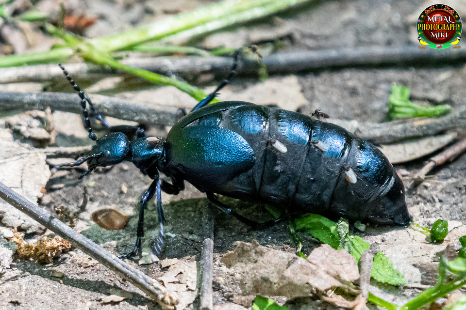 Meloe violaceus - kék nünüke