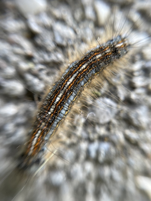 Malacosoma neustria - gyűrűsszövő