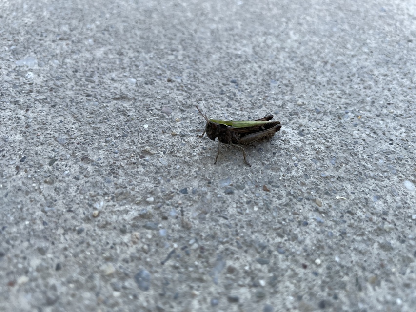 Omocestus rufipes - vöröshasú tarlósáska