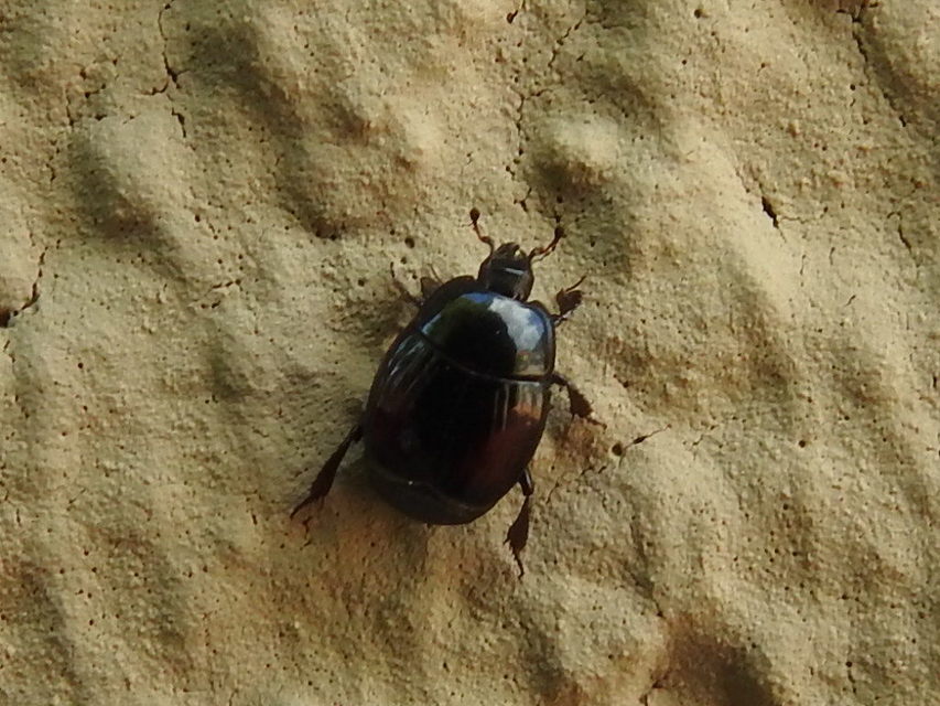 Margarinotus purpurascens - vöröslő sutabogár