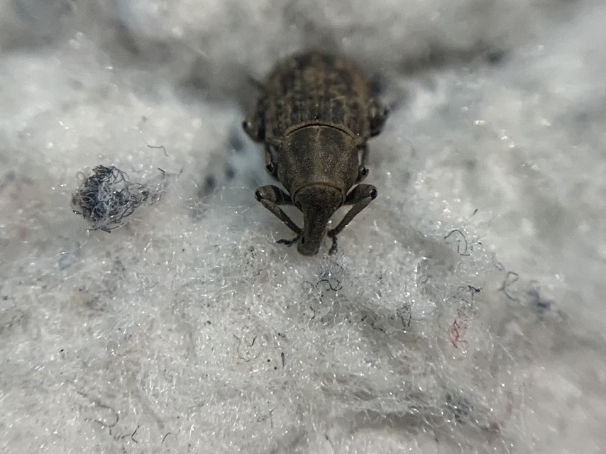 Bagous validus - virágkáka-víziormányos Bagous validus - virágkáka-víziormányos