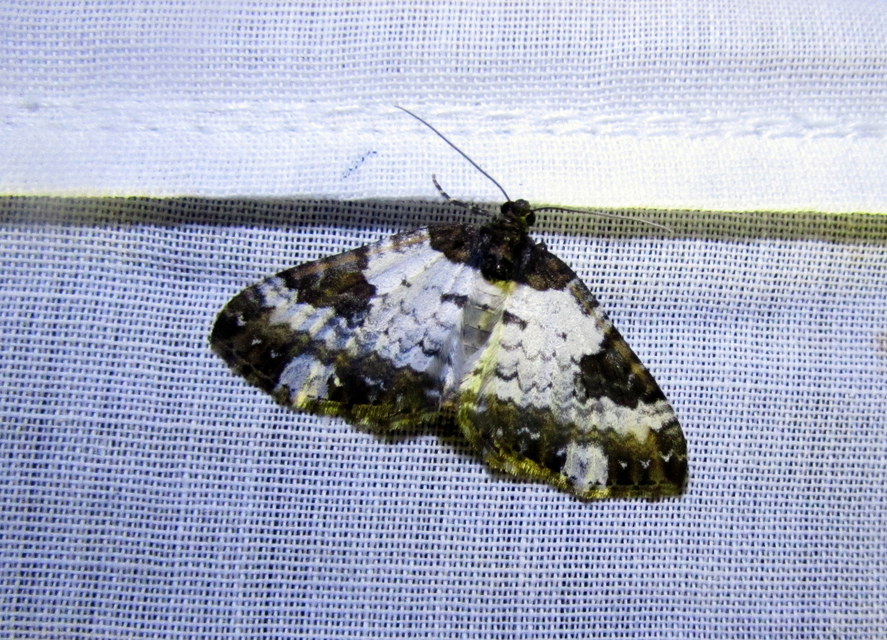Melanthia procellata - hullámos tarkaaraszoló