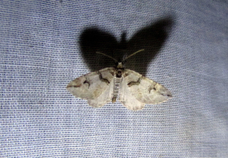 Pareulype berberata - sóskafa-tarkaaraszoló