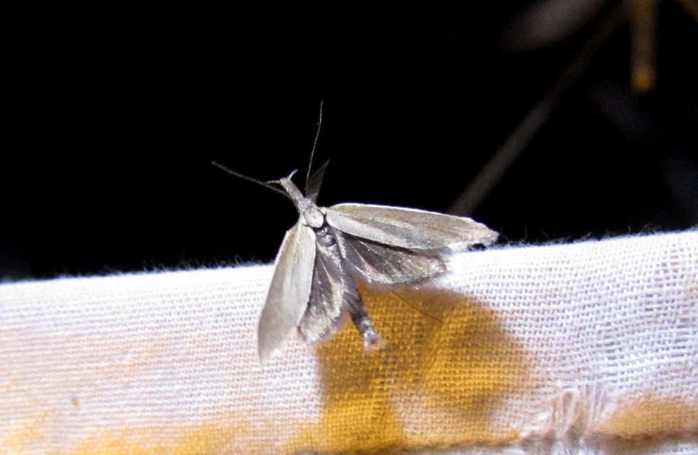 Pleurota