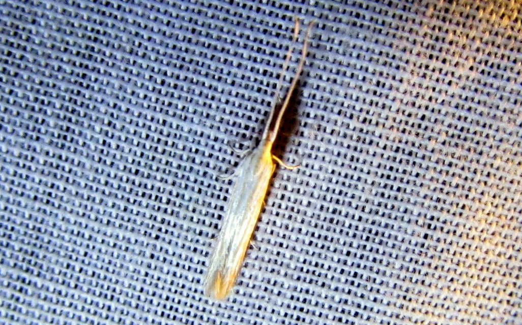 Coleophora