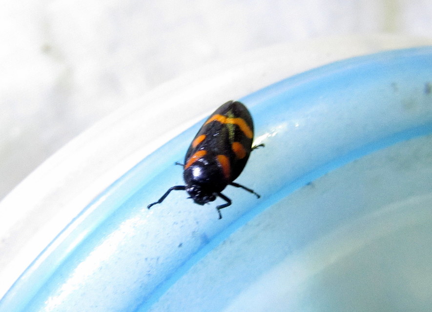 Cercopis arcuata/sanguinolenta