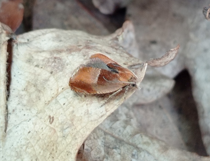 Ancylis mitterbacheriana - tölgysodró horgasmoly