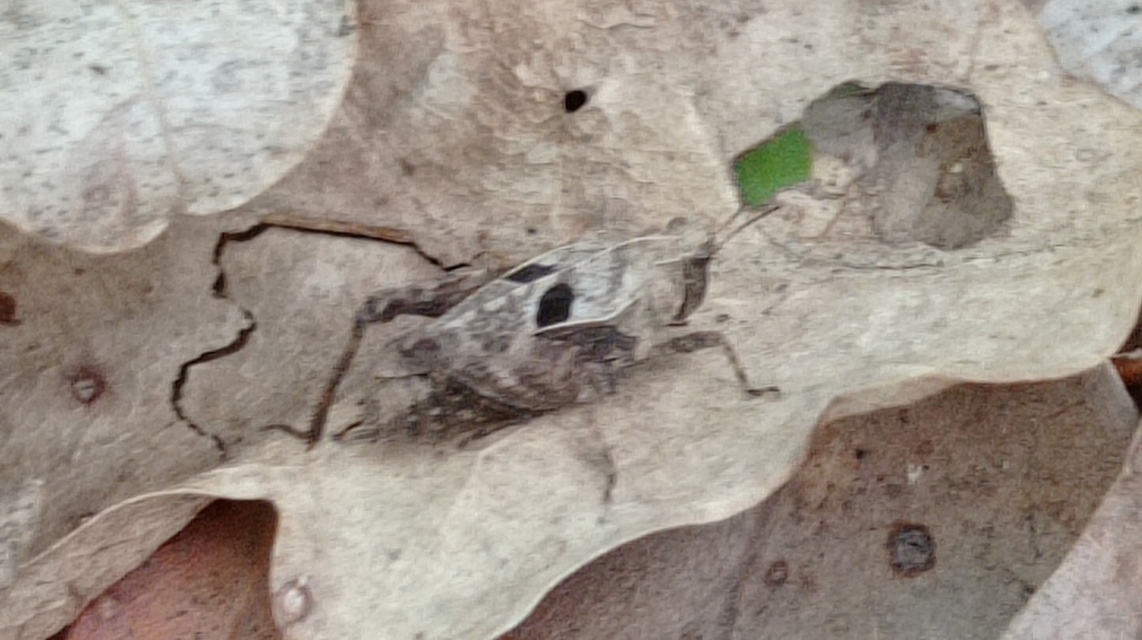 Tetrix bipunctata - kétpettyes tövishátúsáska