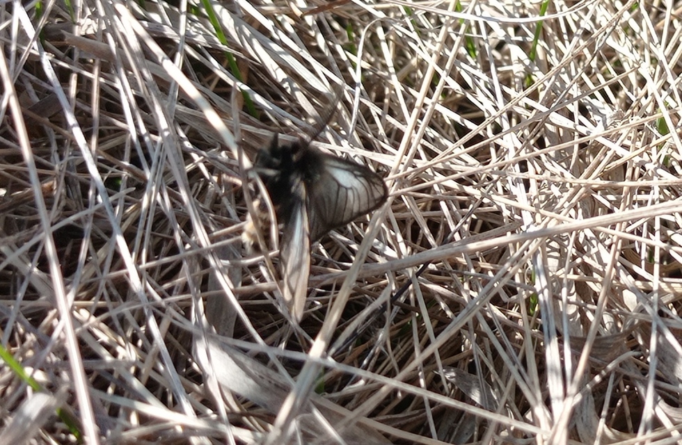 Pentophera morio - réti gyapjaslepke