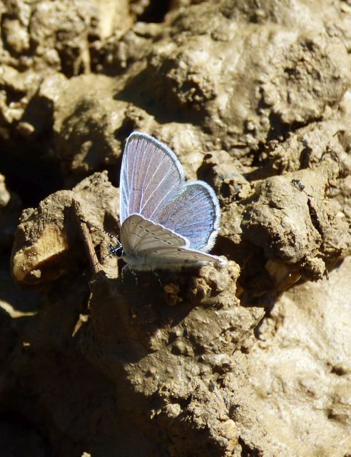 Cupido decolorata - fakó boglárka