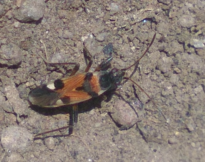 Beosus quadripunctatus - pettyes homokibodobács