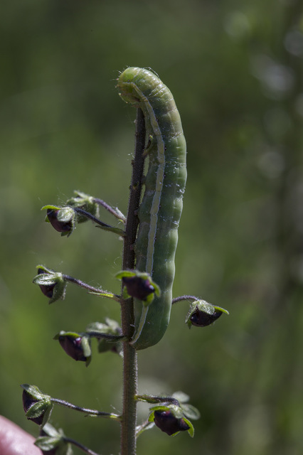 Aporophyla lutulenta - sziki őszibagoly