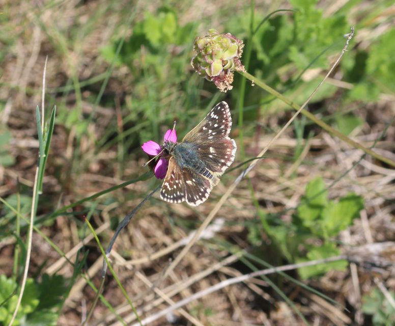Spialia orbifer - törpe busalepke