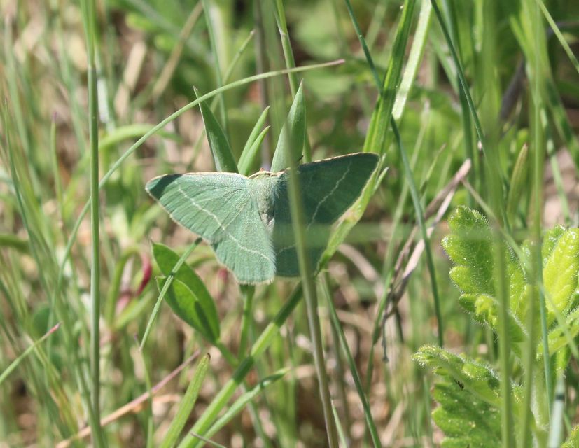 Chlorissa viridata/cloraria