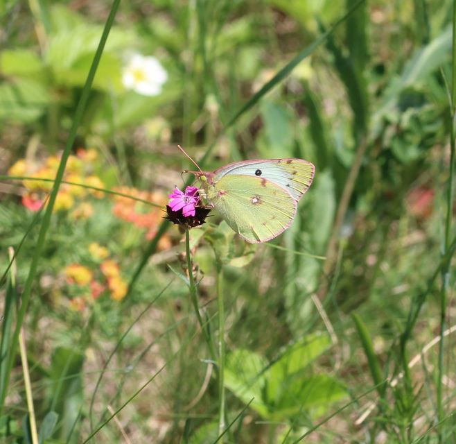 Colias alfacariensis - déli kéneslepke