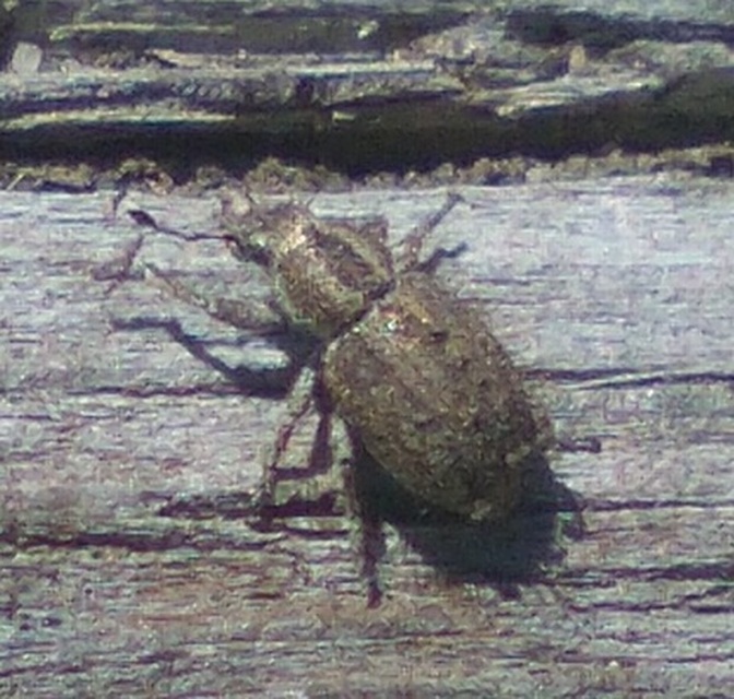 Cycloderes pilosulus - pikkelyeslábú ormányos